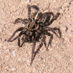 Artoriopsis sp. (genus) (Unidentified Artoriopsis wolf spider) at Stromlo, ACT - 29 Sep 2020 by SWishart
