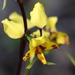 Diuris nigromontana (Black Mountain Leopard Orchid) at O'Connor, ACT - 29 Sep 2020 by ConBoekel