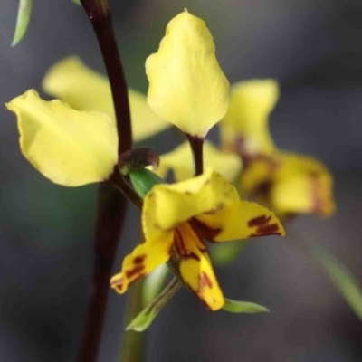 Diuris nigromontana (Black Mountain Leopard Orchid) at Dryandra St Woodland - 29 Sep 2020 by ConBoekel