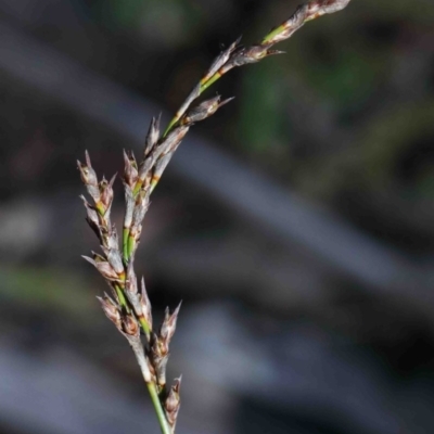 Lepidosperma laterale (Variable Sword Sedge) at Dryandra St Woodland - 29 Sep 2020 by ConBoekel