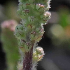 Acaena x ovina (Sheep's Burr) at O'Connor, ACT - 29 Sep 2020 by ConBoekel