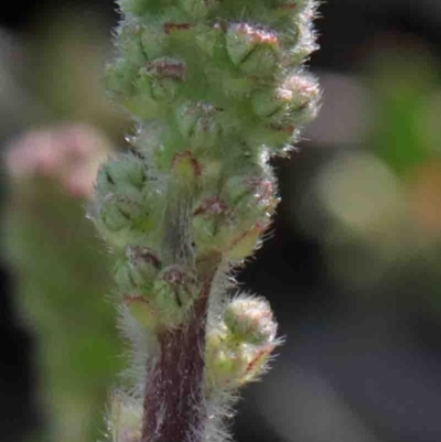 Acaena x ovina (Sheep's Burr) at O'Connor, ACT - 29 Sep 2020 by ConBoekel