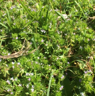 Sherardia arvensis (Field Madder) at Black Flat at Corrowong - 27 Sep 2020 by BlackFlat