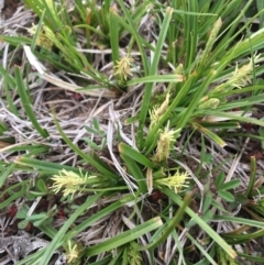 Carex breviculmis (Short-Stem Sedge) at Corrowong, NSW - 29 Sep 2020 by BlackFlat