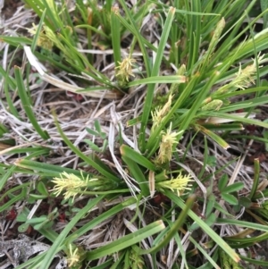 Carex breviculmis at Corrowong, NSW - 29 Sep 2020