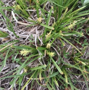 Carex breviculmis at Corrowong, NSW - 29 Sep 2020