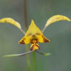 Diuris nigromontana (Black Mountain Leopard Orchid) at O'Connor, ACT - 29 Sep 2020 by ConBoekel