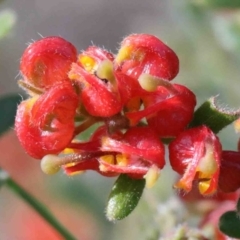 Grevillea alpina (Mountain Grevillea / Cat's Claws Grevillea) at O'Connor, ACT - 29 Sep 2020 by ConBoekel