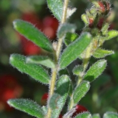 Grevillea alpina at O'Connor, ACT - 29 Sep 2020