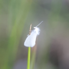 Tipanaea patulella (The White Crambid moth) at WI Private Property - 26 Sep 2020 by wendie