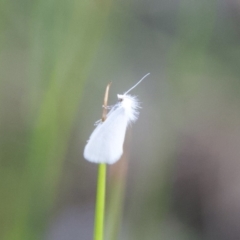 Tipanaea patulella (The White Crambid moth) at Termeil, NSW - 26 Sep 2020 by wendie