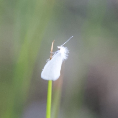 Tipanaea patulella (The White Crambid moth) at WI Private Property - 26 Sep 2020 by wendie