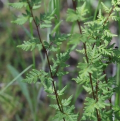 Cheilanthes sieberi (Rock Fern) at Dryandra St Woodland - 29 Sep 2020 by ConBoekel