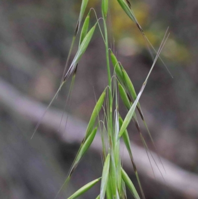 Avena (genus) (Wild Oats) at O'Connor, ACT - 29 Sep 2020 by ConBoekel