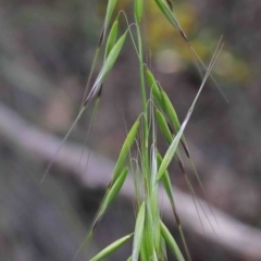 Avena sp. (Wild Oats) at O'Connor, ACT - 29 Sep 2020 by ConBoekel