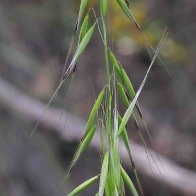 Avena sp. (Wild Oats) at O'Connor, ACT - 29 Sep 2020 by ConBoekel