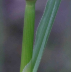 Avena sp. at O'Connor, ACT - 29 Sep 2020