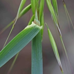 Avena sp. at O'Connor, ACT - 29 Sep 2020