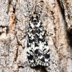 Scoparia exhibitalis (A Crambid moth) at Fraser, ACT - 29 Sep 2020 by Roger