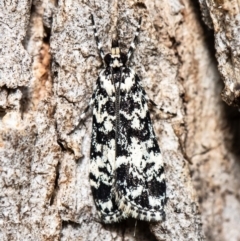 Scoparia exhibitalis (A Crambid moth) at Fraser, ACT - 30 Sep 2020 by Roger