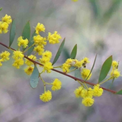 Acacia buxifolia subsp. buxifolia (Box-leaf Wattle) at O'Connor, ACT - 29 Sep 2020 by ConBoekel