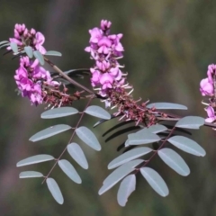 Indigofera australis subsp. australis (Australian Indigo) at Dryandra St Woodland - 29 Sep 2020 by ConBoekel