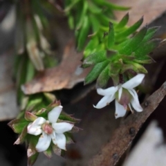 Rhytidosporum procumbens (White Marianth) at Dryandra St Woodland - 29 Sep 2020 by ConBoekel