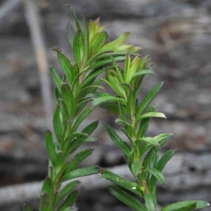 Rhytidosporum procumbens at O'Connor, ACT - 29 Sep 2020