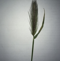 Hordeum leporinum (Barley Grass) at The Pinnacle - 29 Sep 2020 by SamiM