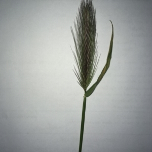 Hordeum leporinum at Hawker, ACT - 29 Sep 2020