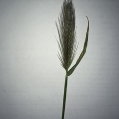 Hordeum leporinum (Barley Grass) at Hawker, ACT - 29 Sep 2020 by SamiM