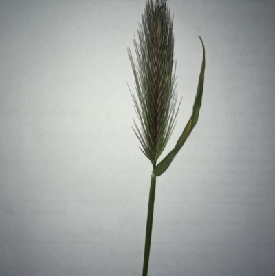 Hordeum leporinum (Barley Grass) at The Pinnacle - 29 Sep 2020 by SamiM