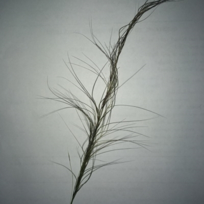 Austrostipa scabra (Corkscrew Grass, Slender Speargrass) at The Pinnacle - 29 Sep 2020 by SamiM