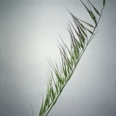Avena (genus) (Wild Oats) at Hawker, ACT - 29 Sep 2020 by SamiM
