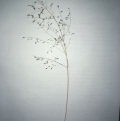 Eragrostis sp. (A Lovegrass) at The Pinnacle - 29 Sep 2020 by SamiM
