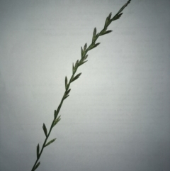 Lolium sp. (Ryegrass) at The Pinnacle - 29 Sep 2020 by SamiM