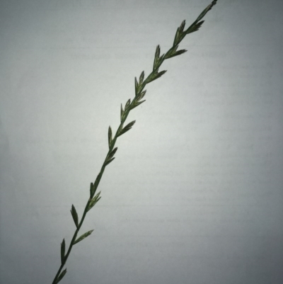 Lolium sp. (Ryegrass) at The Pinnacle - 29 Sep 2020 by SamiM