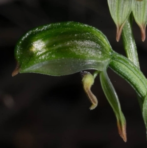 Bunochilus montanus (ACT) = Pterostylis jonesii (NSW) at Tralee, NSW - 12 Sep 2020