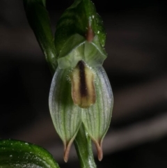 Bunochilus montanus (ACT) = Pterostylis jonesii (NSW) at Tralee, NSW - 12 Sep 2020