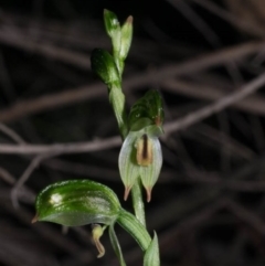 Bunochilus montanus (ACT) = Pterostylis jonesii (NSW) at Tralee, NSW - 12 Sep 2020