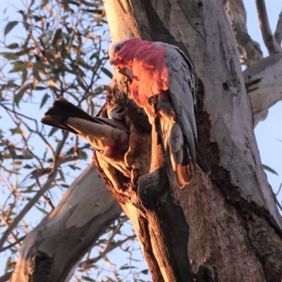 Eolophus roseicapilla (Galah) at Red Hill Nature Reserve - 27 Sep 2020 by JackyF