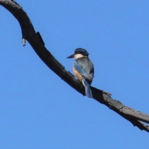 Todiramphus sanctus at Deakin, ACT - 28 Sep 2020