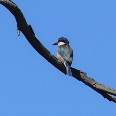 Todiramphus sanctus (Sacred Kingfisher) at Red Hill Nature Reserve - 28 Sep 2020 by JackyF
