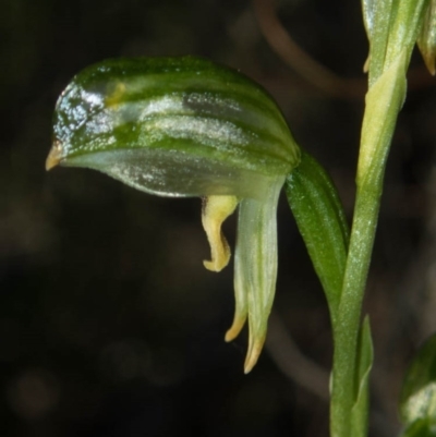Bunochilus montanus (ACT) = Pterostylis jonesii (NSW) (Montane Leafy Greenhood) at Tralee, NSW - 28 Sep 2020 by dan.clark