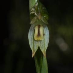 Bunochilus montanus (ACT) = Pterostylis jonesii (NSW) at Tralee, NSW - 28 Sep 2020