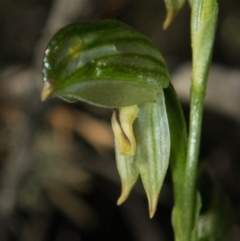 Bunochilus montanus (ACT) = Pterostylis jonesii (NSW) at Tralee, NSW - 28 Sep 2020