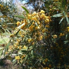 Daviesia mimosoides (Bitter Pea) at Hughes, ACT - 28 Sep 2020 by JackyF