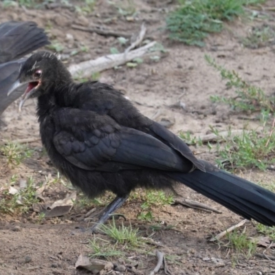 Corcorax melanorhamphos (White-winged Chough) at Deakin, ACT - 29 Sep 2020 by JackyF