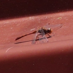 Diplacodes bipunctata (Wandering Percher) at Deakin, ACT - 28 Sep 2020 by JackyF