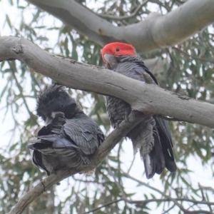 Callocephalon fimbriatum at Deakin, ACT - 30 Sep 2020